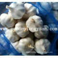 Pure White Garlic with Mesh Bag